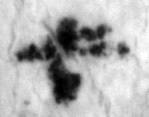4Q45_aleph_L3_1o_P1139-Fg001-R-C01-R01-D18012016-T113032-LR924__012.jpg