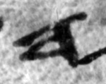 4Q101_he_1152_B-298681_l6_1o.jpg