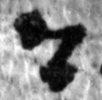 6Q2_gimel_P894-Fg002_L4_1o-R-C01-R01-D16082015-T100656-LR924__012.jpg