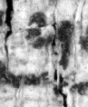 Mas-1o_nun_recto_L2_2o.jpg
