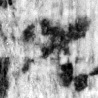 Mas-1o_tav_recto_L2_1o.jpg