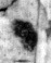 Mas-1o_separ_recto_L2_1o.jpg