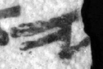 4Q161_yod_F008_L11.jpg