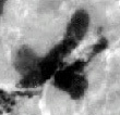 4Q180_aleph_F001_L1.jpg