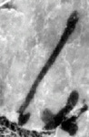 4Q180_lamed_F001_L1.jpg