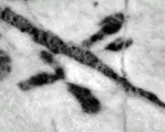 4Q243_aleph_F001_L2.jpg