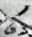 4Q243_lamed_F001_L2.jpg