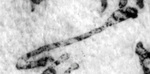 4Q267_lamed_F003_L7.jpg
