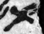 4Q268_aleph_F011_L9.jpg