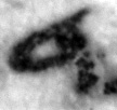 4Q11_dalet_422_B-363097_l4_1o.jpg